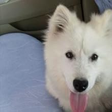 le chien dans la voiture