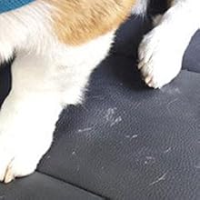 les poils du chien sur la voiture
