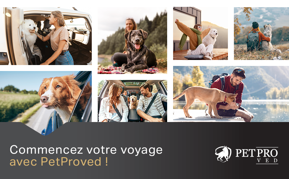 banquette arriere chien