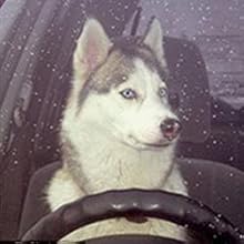 le chien dans la voiture